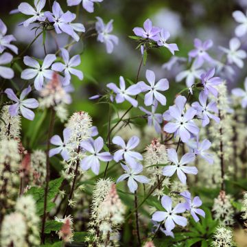 Phlox divaricata Clouds of Perfume