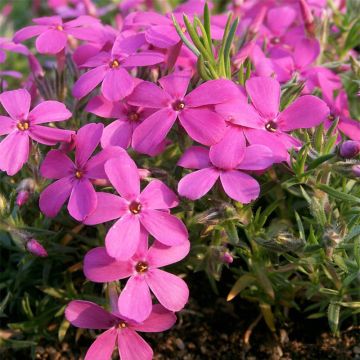 Phlox douglasii Waterloo