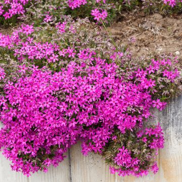 Phlox subulata Scarlet Flame - Flox musgoso