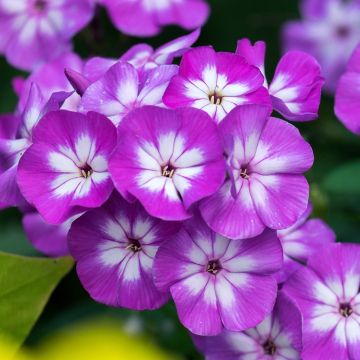 Phlox paniculata Adinda