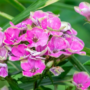 Phlox paniculata Aureole