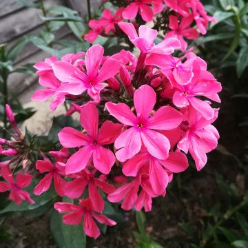 Phlox paniculata Cleopatra