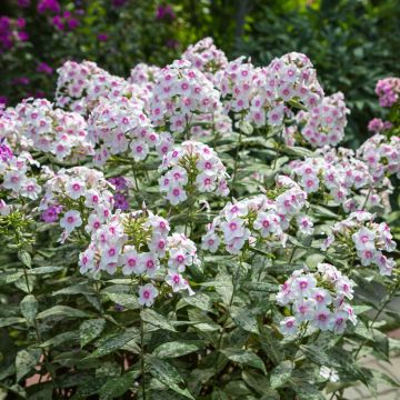 Phlox paniculata Europa