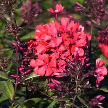 Phlox paniculata Starfire