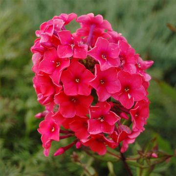 Phlox paniculata Tequila Sunrise