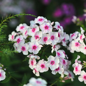 Phlox paniculata Younique Trendy