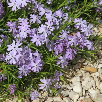 Phlox subulata Cushion Blue - Flox musgoso