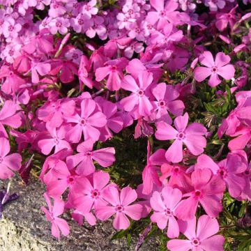 Phlox subulata McDaniel's Cushion - Flox musgoso