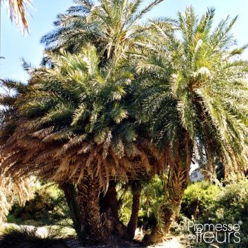 Phoenix theophrasti - Palmera datilera de Creta