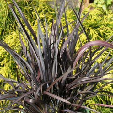 Phormium tenax Black Velvet - Lino de Nueva Zelanda