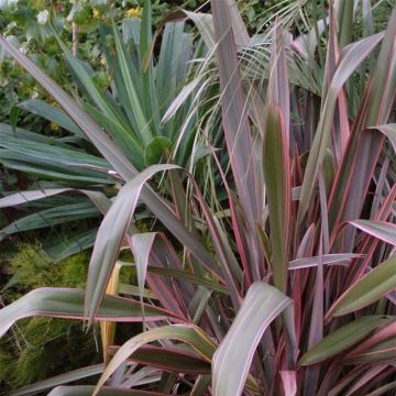 Phormium tenax Pink Stripe - Lino de Nueva Zelanda