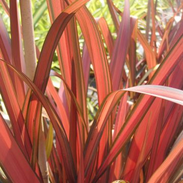 Phormium tenax Rainbow Maiden - Lino de Nueva Zelanda