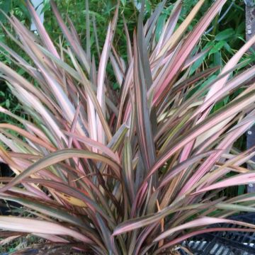 Phormium tenax Rainbow Sunrise - Lino de Nueva Zelanda