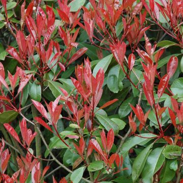 Photinia fraseri Little Red Robin - Fotinia