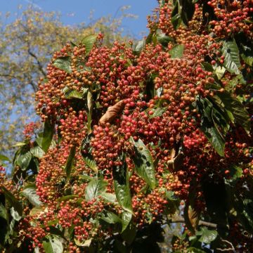 Photinia beauverdiana var. notabilis - Fotinia