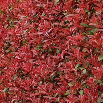 Photinia fraseri Carré Rouge - Fotinia