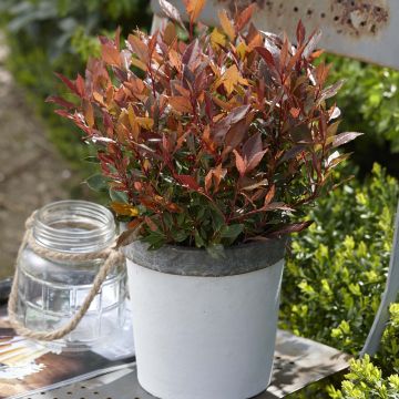 Photinia fraseri Chico - Fotinia