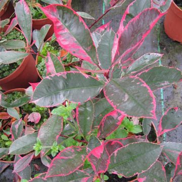 Photinia fraseri Louise - Fotinia