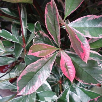 Photinia fraseri Pink Marble - Fotinia