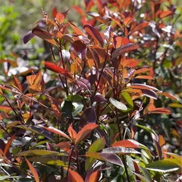 Photinia fraseri Red Ballcoon - Fotinia