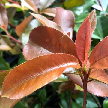 Photinia fraseri Red Robin Blood - Fotinia