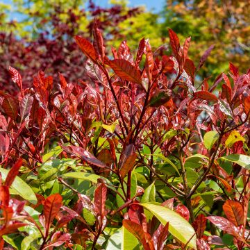 Photinia fraseri Red Select - Fotinia