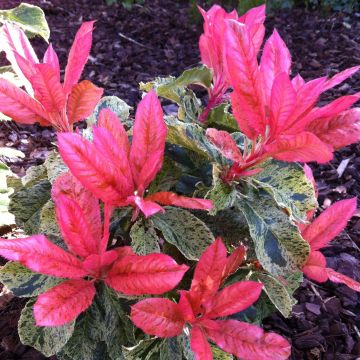 Photinia serratifolia Pink Crispy - Fotinia