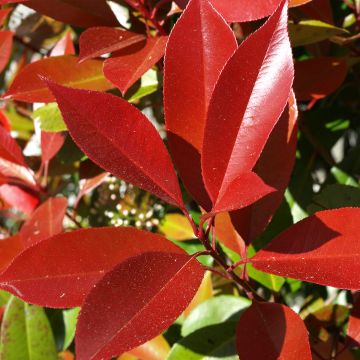 Photinia fraseri Dynamo Red - Fotinia