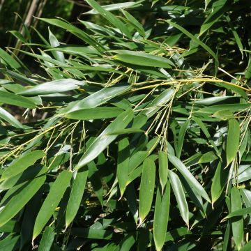 Phyllostachys aureosulcata Alata - Bambú