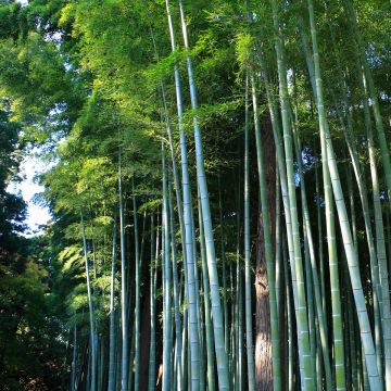 Phyllostachys edulis - Bambú moso