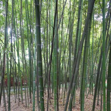 Phyllostachys glauca - Bambú