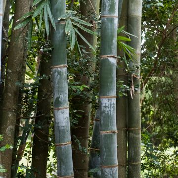 Phyllostachys nigra Henonis - Bambú negro