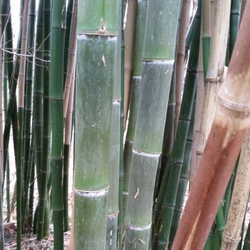 Phyllostachys parviflora - Bambú