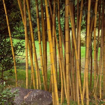 Phyllostachys vivax Aureocaulis - Bambú