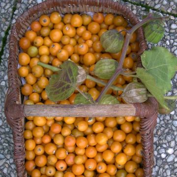 Aguaymanto Bio - Physalis peruviana