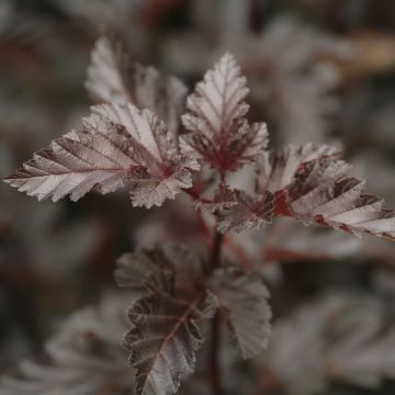 Physocarpus opulifolius Midnight