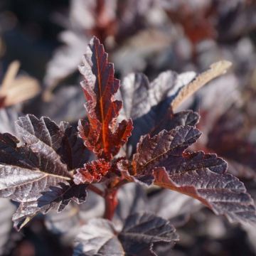 Physocarpus opulifolius Burgundy Candy