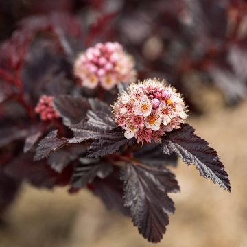 Physocarpus opulifolius Fireside