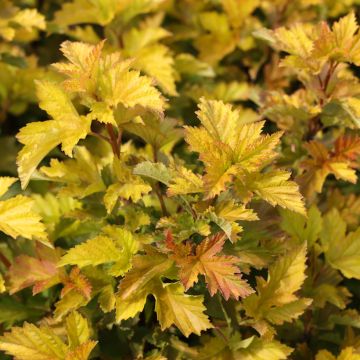 Physocarpus opulifolius Little Leena