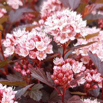 Physocarpus opulifolius Little Joker