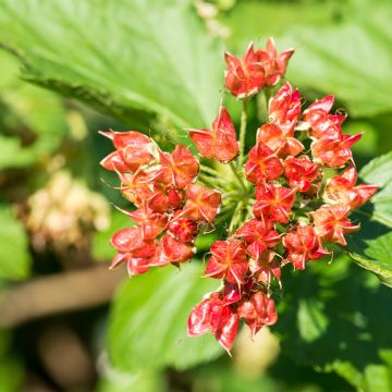 Physocarpus opulifolius Magical Spring Sapphire