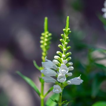 Physostegia virginiana Alba