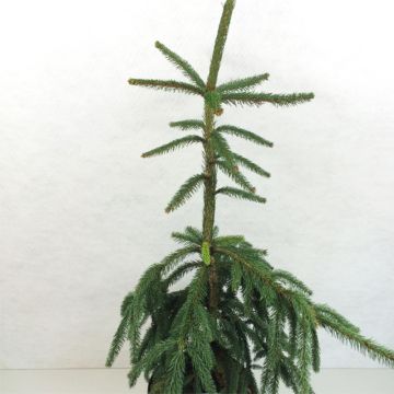 Picea abies Aarburg - Pícea común