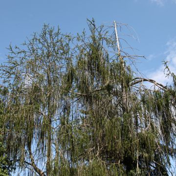 Picea abies Cranstonii - Pícea común