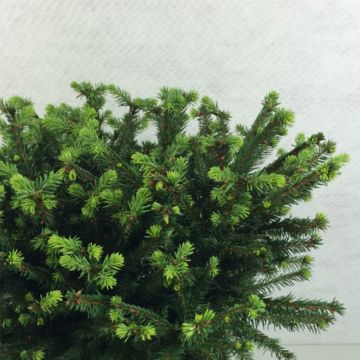 Picea abies Maxwellii - Pícea común