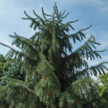 Picea breweriana