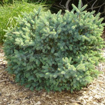 Picea glauca Cecilia - Pícea blanca