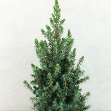 Picea glauca Conica Blue - Pícea blanca