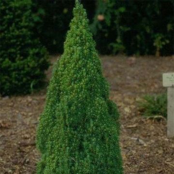 Picea glauca Laurin - Pícea blanca