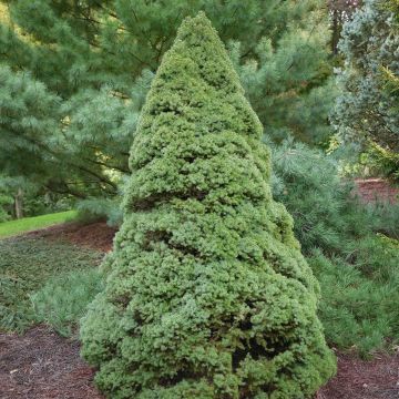 Picea glauca Rainbow's End - Pícea blanca